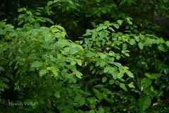 Leptopus cordifolius